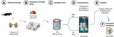 A high-throughput drug discovery pipeline to optimize kidney normothermic machine perfusion